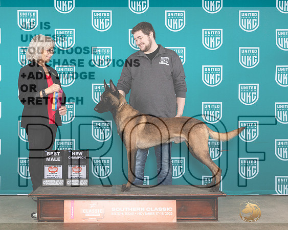 Belgian Malinois #113 Sun BMCH Judge Nina Marie Sherrer-_JP_4223e_UKCBelton2023_HR3