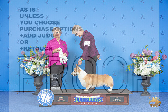 Pembroke Welsh Corgi #11 SAT OHG4 Judge Sandra Lex__JP_0024_Houston_2024_HR3
