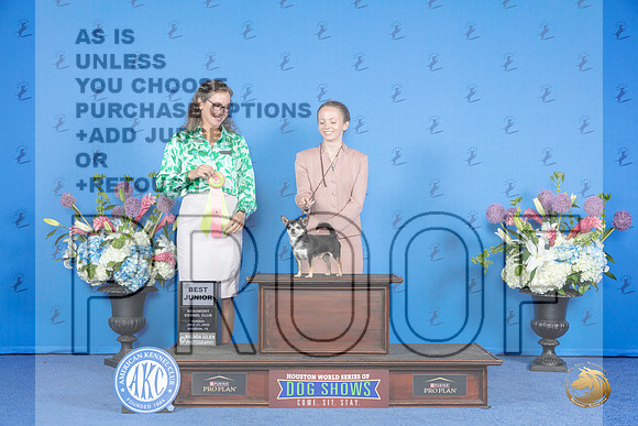 Chihuahua #J762 SUN BJr Judge Britt Jung__JP_0134_Houston_2024_HR3