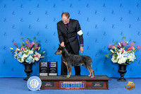 Australian Cattle Dog #11 SUN WD BOB M Judge James Moses
