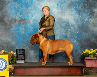 Dogue de Bordeaux #12 Sun BOS Judge Grace Fritz