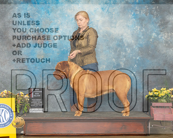 Dogue de Bordeaux #12 Sun BOS Judge Grace Fritz-MMJ_1503-NWARK2022-HR3