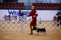 Rat Terrier Sat Puppy Match Ring