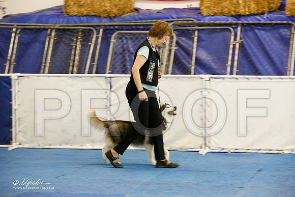 _M3_7728-AddisonHuskyMar2015-HR3