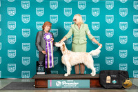 English Setter #609 Fri ABIS Judge Sharonn Griffin