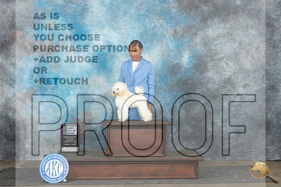 Poodle Miniature #8 Sat PBIS Judge Nancy Simmons__JP_3619_Lubbock_2024_HR3
