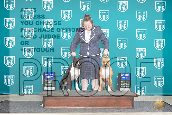 American Pit Bull Terrier #124 Fri G1 Valerie #134 Fri G1 Pam__JP_6336_BatesvilleMS_2024_HR3