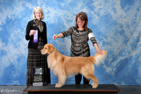 Golden Retriever #9 Sat NCH WD Keen Debra Agent Brianna Bischoff Judge Mrs Nancy D Simmons