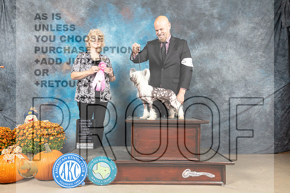 Chinese Crested #5 Sun OHG1 Judge Lisa Graser_MJ_6788_Belton_2022_HR3