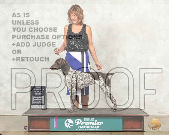 German Shorthaired Pointer #462 BOBNCh Judge Linda Reece__MJ_8364_Premier_2022_HR3