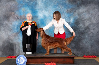 Irish Setter #6 Sunn OHG4 Judge Bev Felten