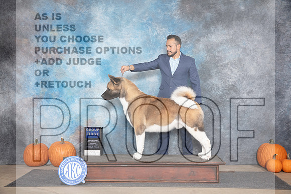 Akita #5 Sat G1 Judge Hal Biermann r__JP_9374_Humble_2024_HR3