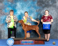 Rhodesian Ridgeback #6 WED NOHS G2 Judge Marilyn Pipes