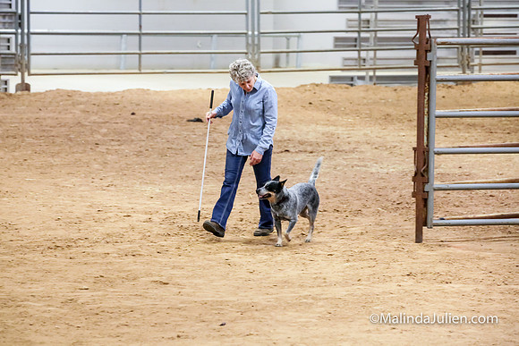 Herding Thur #301C Course A Cattle Aggie Sherry-JJJ_3924-HR3_110