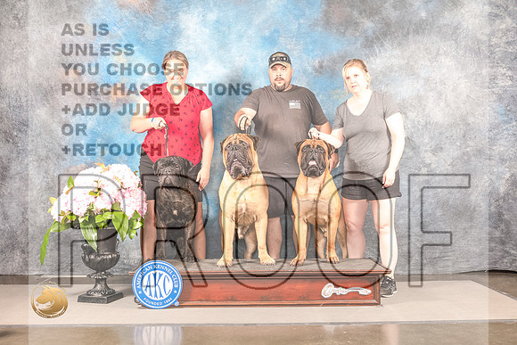 Bull Mastiff #? SUN CUSTOMBull Mastiff #? SUN CUSTOM_MJ_8035_Houston_2022_HR3_Houston_2022_HR3