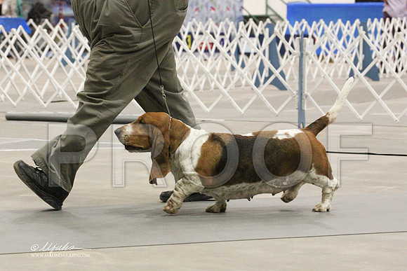 Basset-4641LR