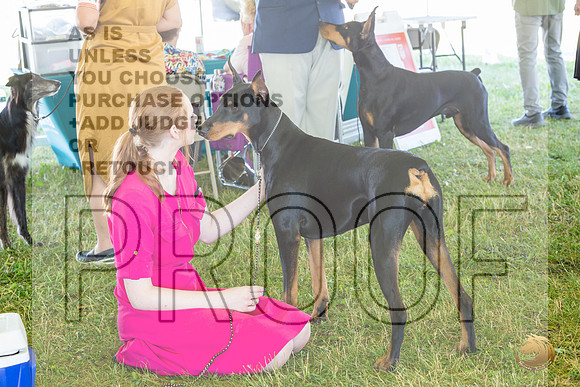 Doberman Pinscher Ring Fri_JJL_2158_Premier_2024_HR3