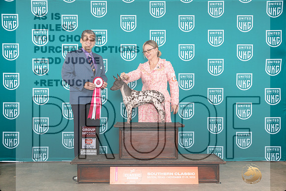 American Hairless Terrier #257 Fri G2 Judge Antonio Raposo-_JP_2867e_UKCBelton2023_HR3