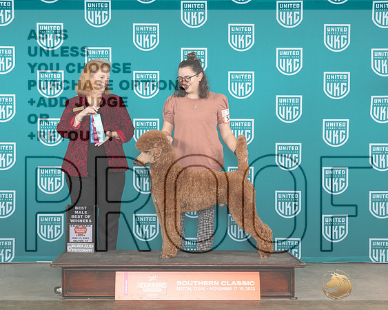 Poodle Std MC #315 Fri BOW Judge Carianna Glenn-_JP_2836e_UKCBelton2023_HR3