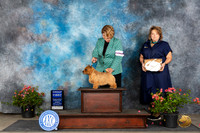 Norwich Terrier #41 Sun G1 Judge Elizabeth ‘Beth’ Sweigart