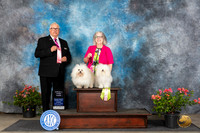 Bolognese #35 #36 Sun Judge John Booth