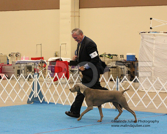 Weim-0480