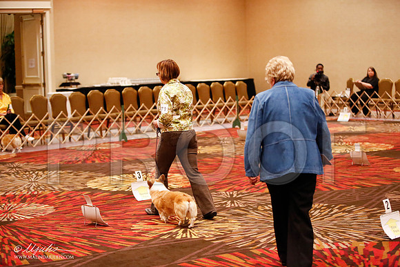 _JJ_7944-HstnCorgiFeb2015-HR3