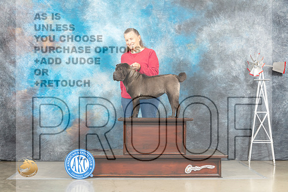 Chinese Shar Pei Mary Nelson_MJ_4471_Amarillo_2022_HR3