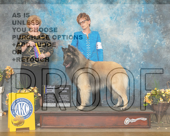 Belgian Tervuren #5 Thur BOB Judge Betty Pollock-MMJ_9054-NWARK2022-HR3