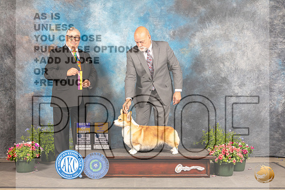Pembroke Welsh Corgi #12 Fri BOB Judge John Booth_MJ_0051_SA_2022_HR3