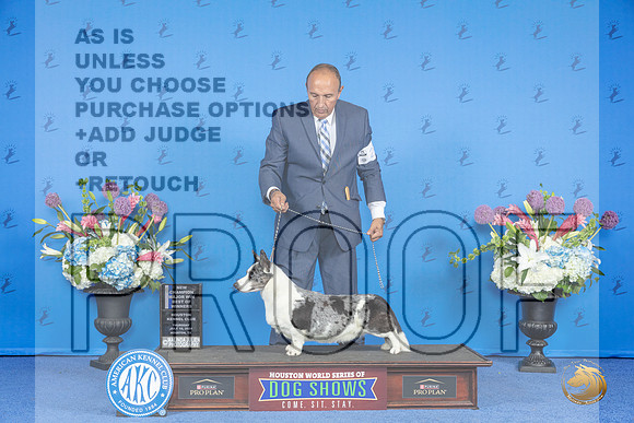 Cardigan Welsh Corgi #27 THUR WD BOW NC M Judge Jon Cole__JP_8559_Houston_2024_HR3