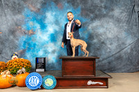 Italian Greyhound #9 9-121st Judge Shelley Hennessey