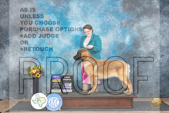 Leonburger #8 Sat BOBM Judge Sharol Candace Way__JP_9913_Abilene_2024_HR3