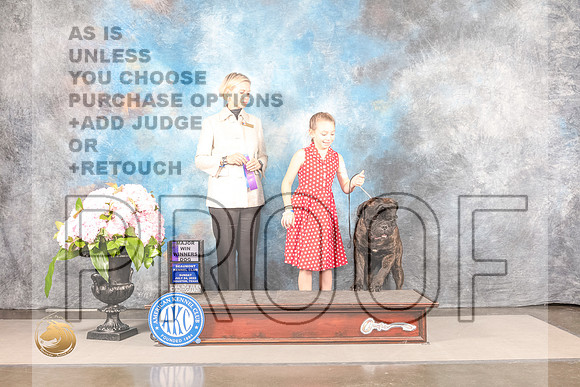 Bullmastiff #17 FRI WD Major Judge Patricia SosaBullmastiff #17 FRI WD Major Judge Patricia Sosa_MJ_8117_Houston_2022_HR3_Houston_2022_HR3