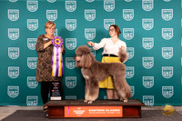 Poodle Std MC #240 Sat ABIS Judge Kathy Russell
