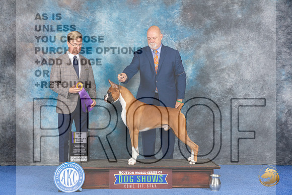 Boxer #5 WED BISS Judge Douglas Johnson__JP_7281_Houston_2024_HR3