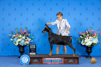 Doberman #23 FRI WD BOW M Judge Ronald Freeman