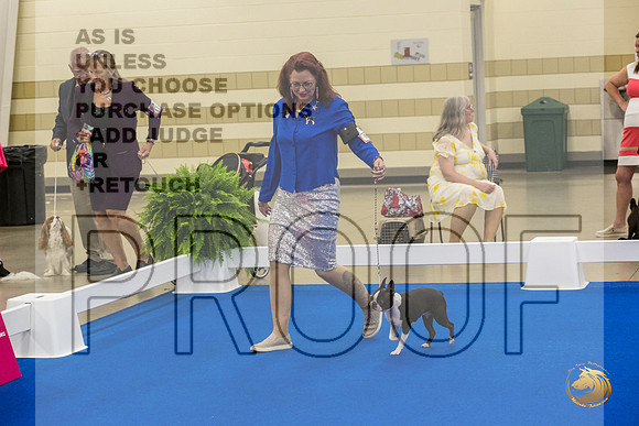 Boston Terrier #707 #974 Ring Fri_JJL_2087_Premier_2024_HR3
