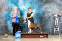 American Staffordshire Terrier #15 Fri Judge Alfred Ferruggiaro