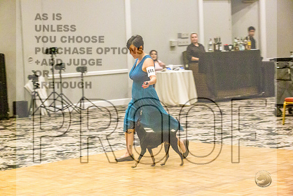Manchester Terrier MTOY Candids-JJL_2117-Hstn2022_HR3