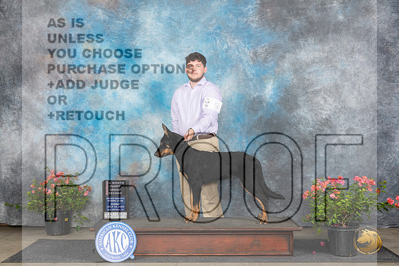 Beauceron #5 Sun BPupG2 Judge Christie Martinez__JP_5788_San Antonio_2024_HR3