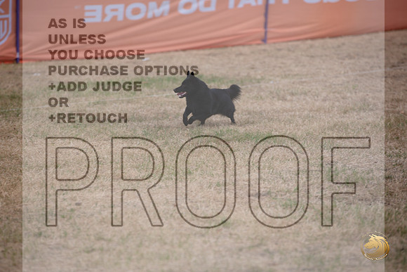 Schipperke Percision Coursing Sat Longview WA 2024_JJL_3755_Longview WA_2024_HR3