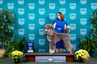 Poodle Std MC #128 Sat G1