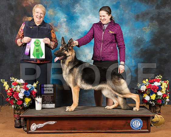 German Shepherd Dog #8 Fri WB Best Puppy Judge Sharon Ann Redmer_SSR_8556-GlnRse19-HR3