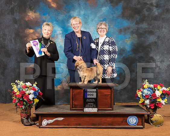 Tibetan Spaniel #7 Fri WD Judge Christine Sayles Anderson_SSR_8614-GlnRse19-HR3