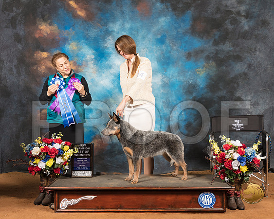 Australian Cattle Dog #14 Fri BOW Maj NCh Judge Joan Liebes_SSR_8721-GlnRse19-HR3