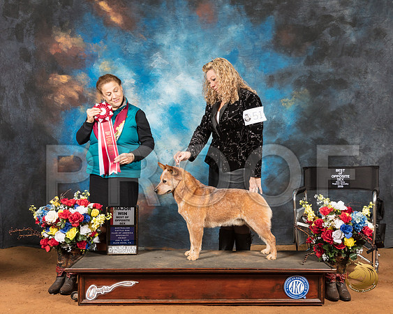 Australian Cattle Dog #51 Fri BOS Maj Judge Joan Liebes_SSR_8729-GlnRse19-HR3