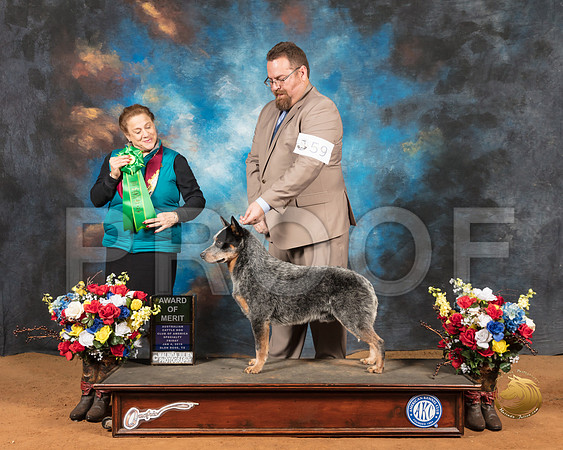 Australian Cattle Dog #59 Fri AOM Judge Joan Liebes_SSR_8724-GlnRse19-HR3