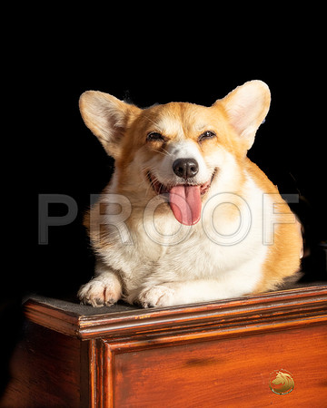 Pembroke Welsh Corgi Barbara Weiner-SSR_3367e1-HR3
