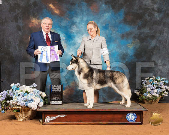 Siberian Husky #7 Sat BOW Maj Judge Christopher Cornell_SSR_8767-GlnRse19-HR3